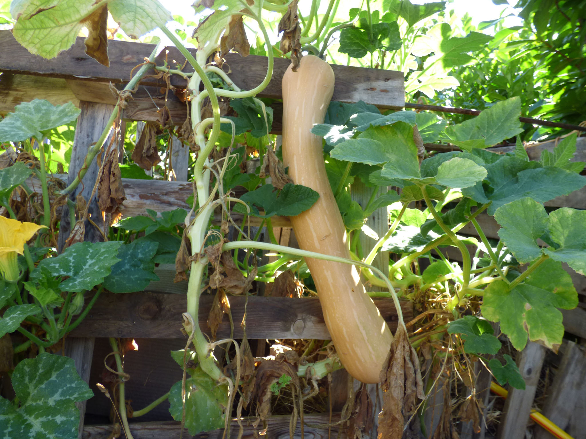 Butternut ou doubeurre.
