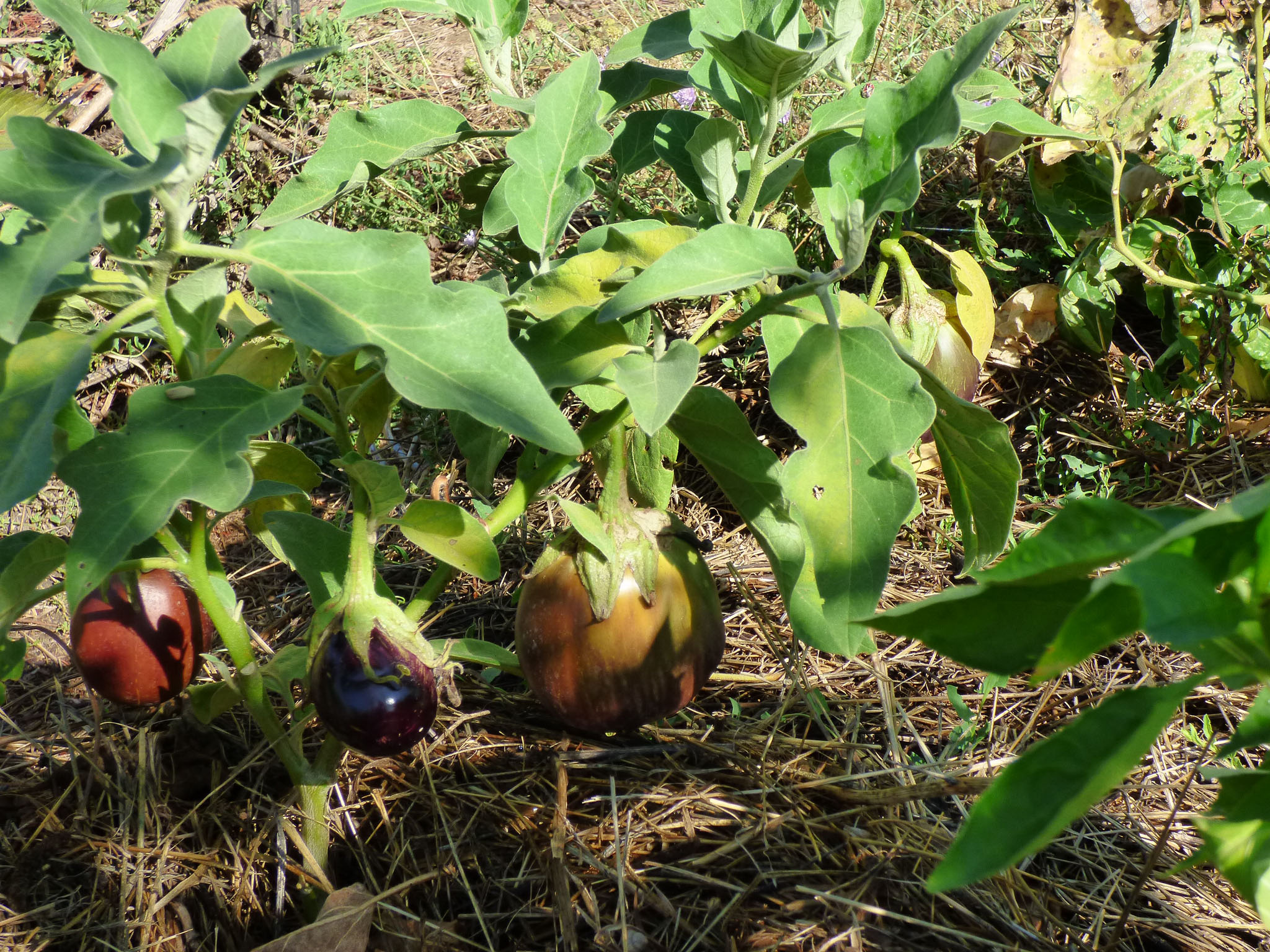 Aubergines.
