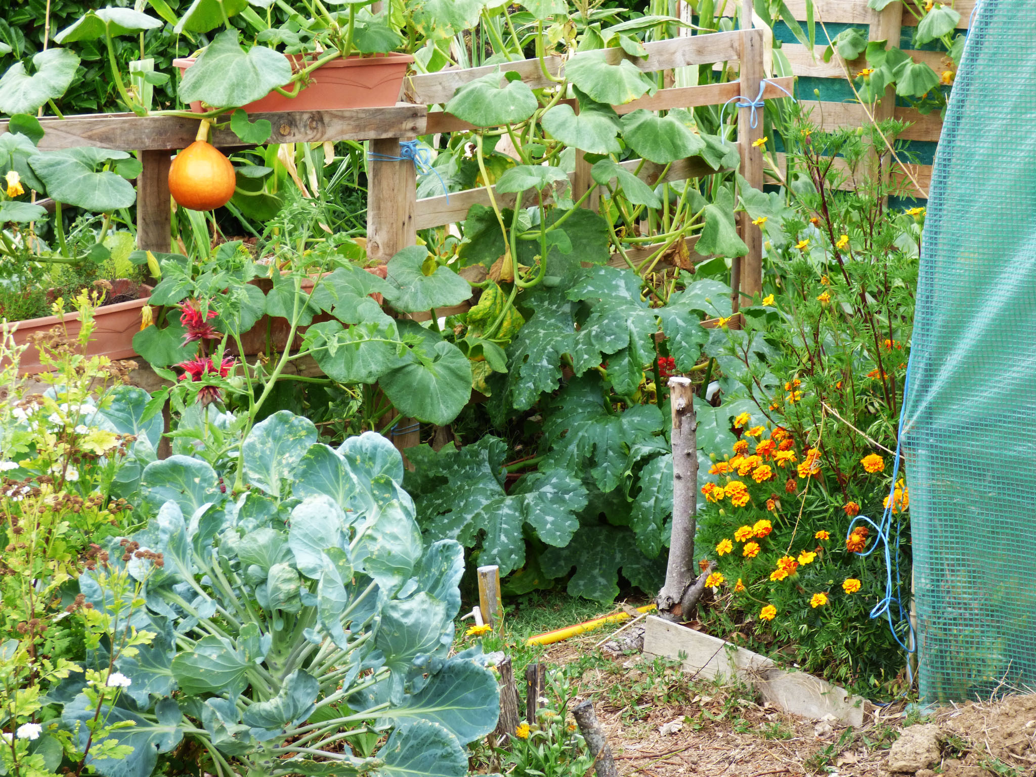 Courges et soucis.