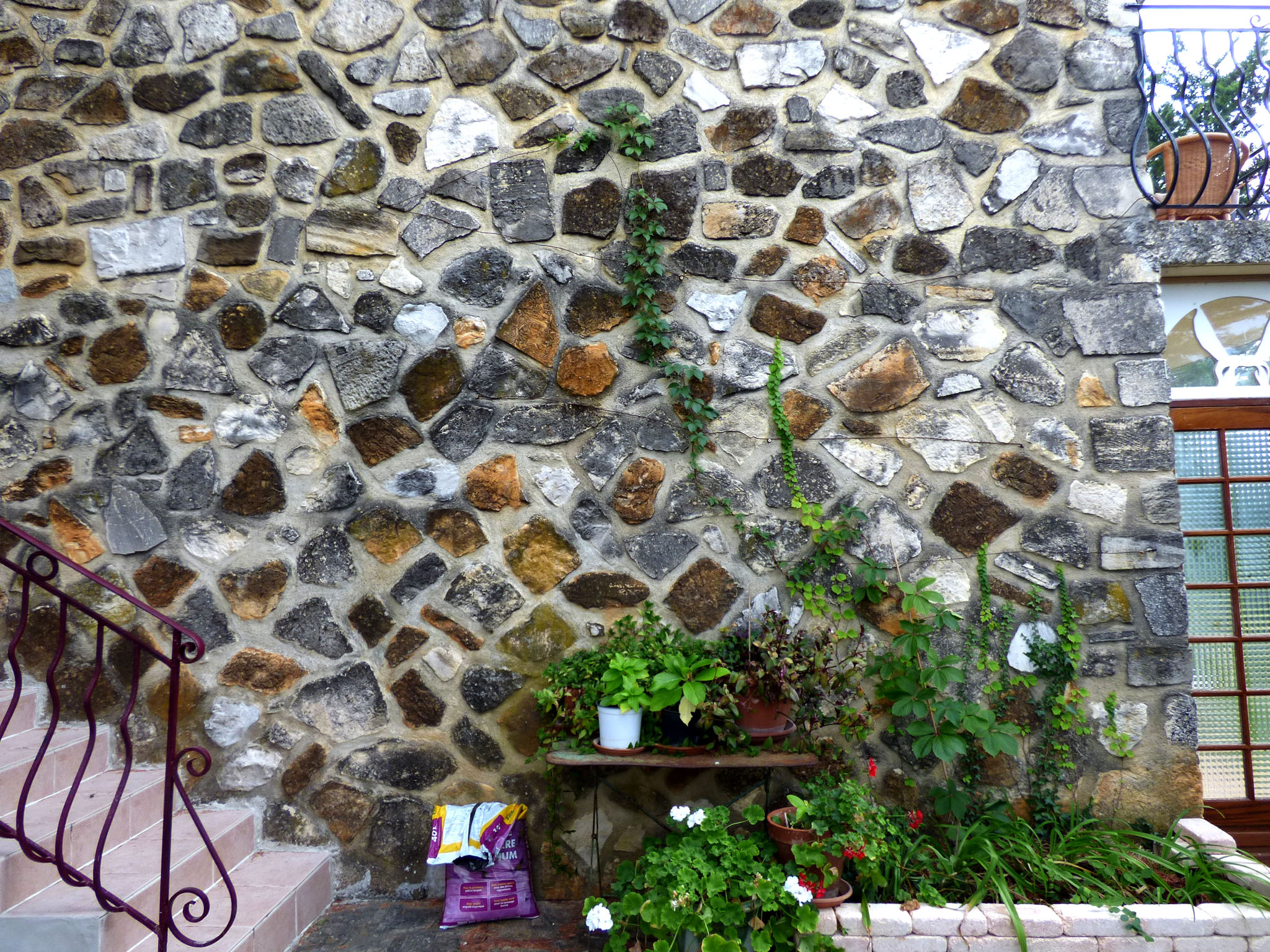Vigne vierge et lierre