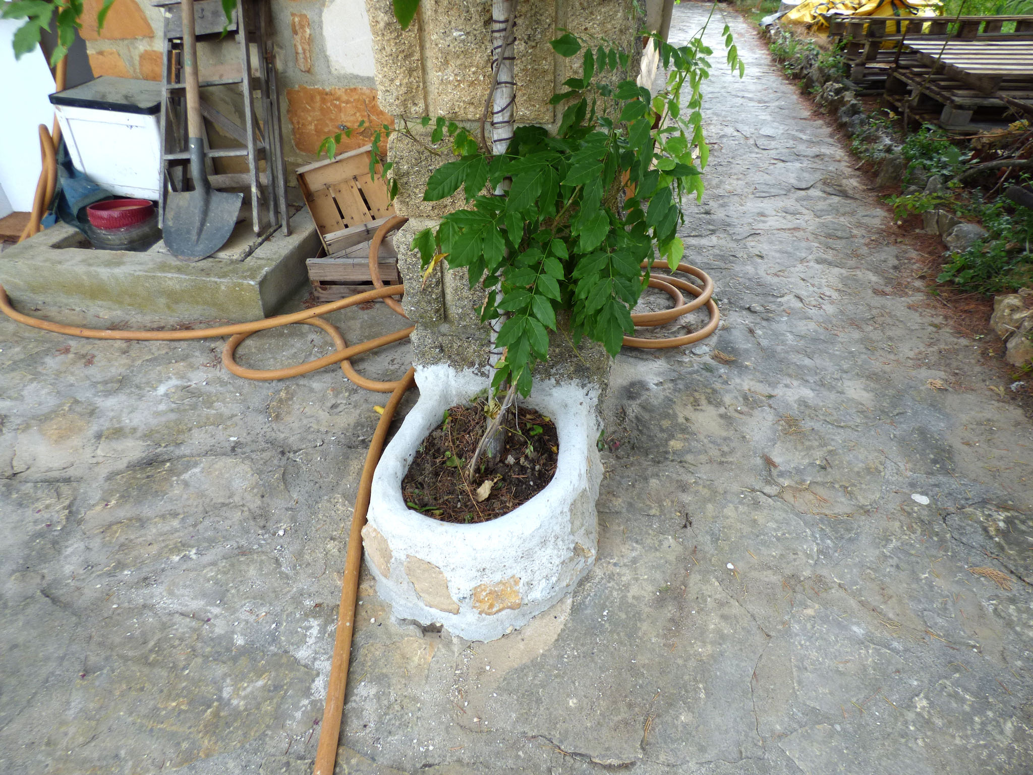 Seconde glycine