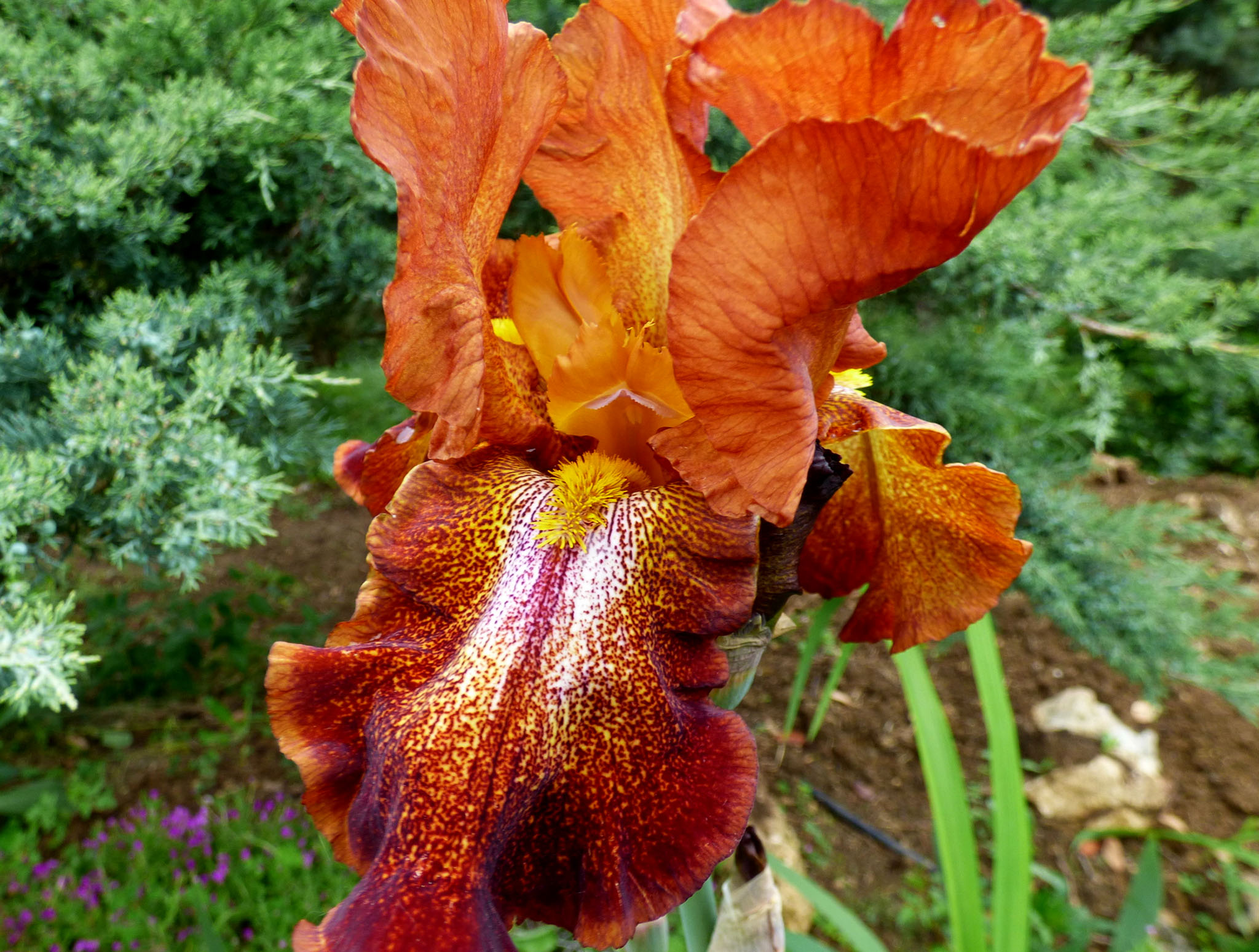 Iris geant