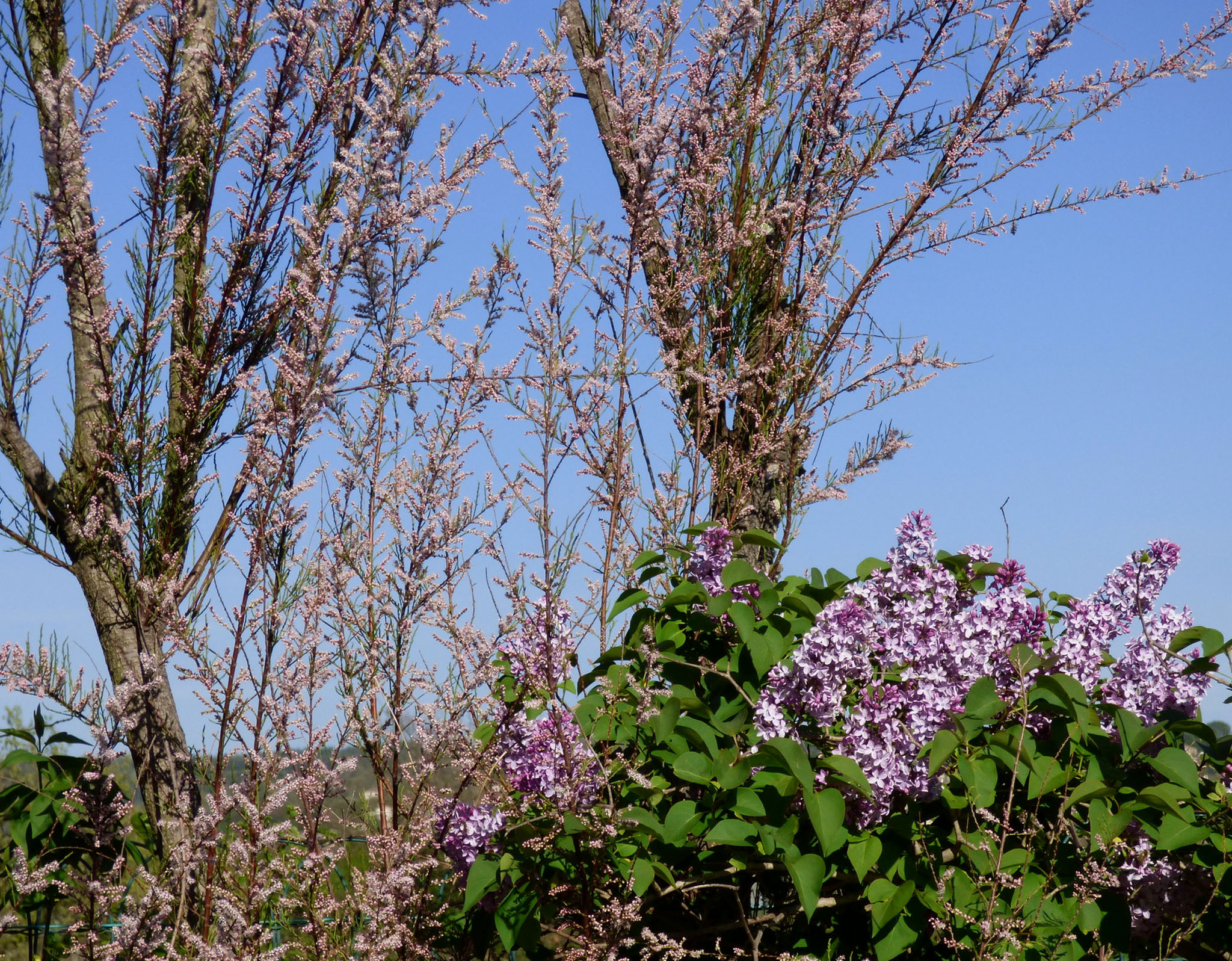 Tamaris et lilas