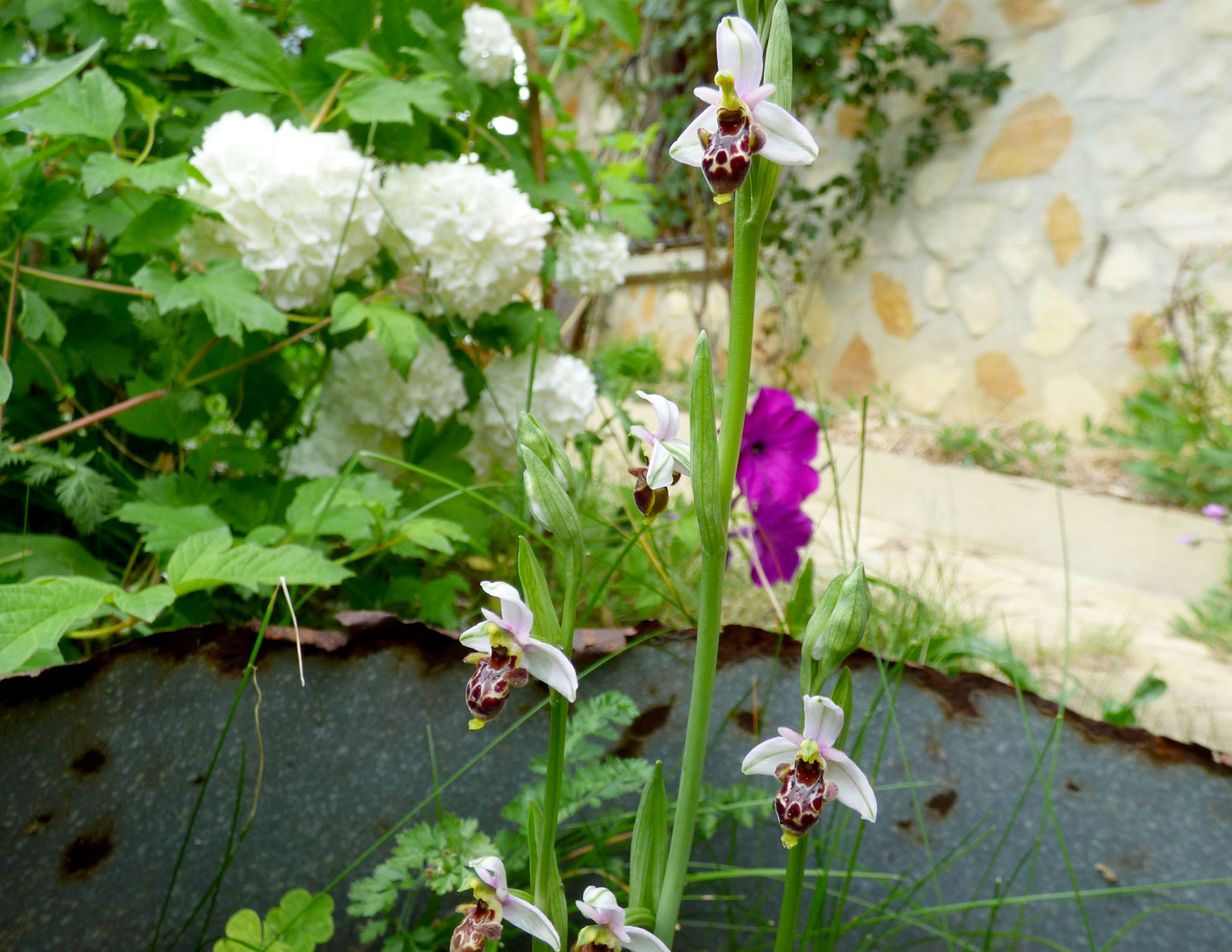 Orchidee protegee