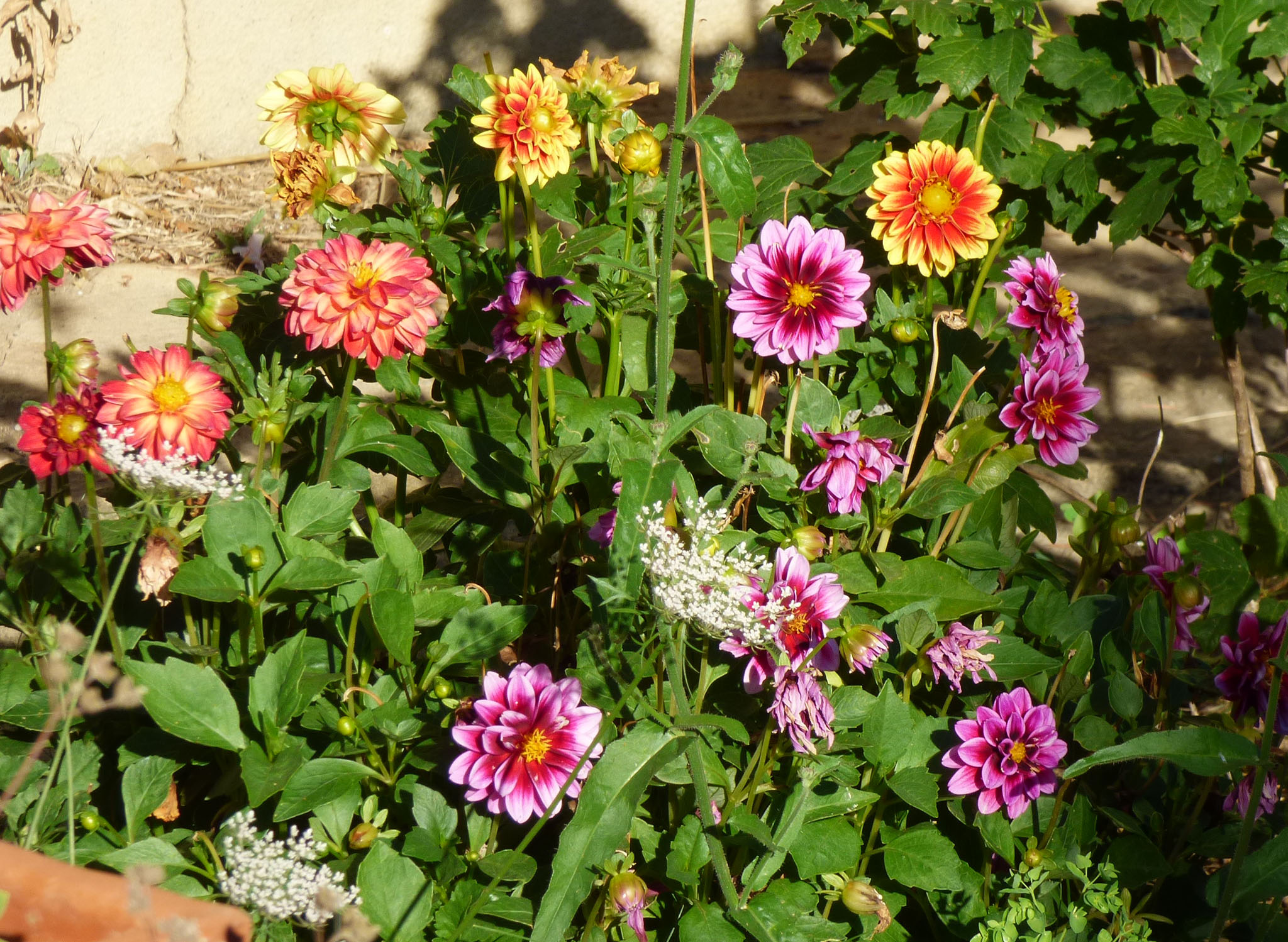Les dahlias.