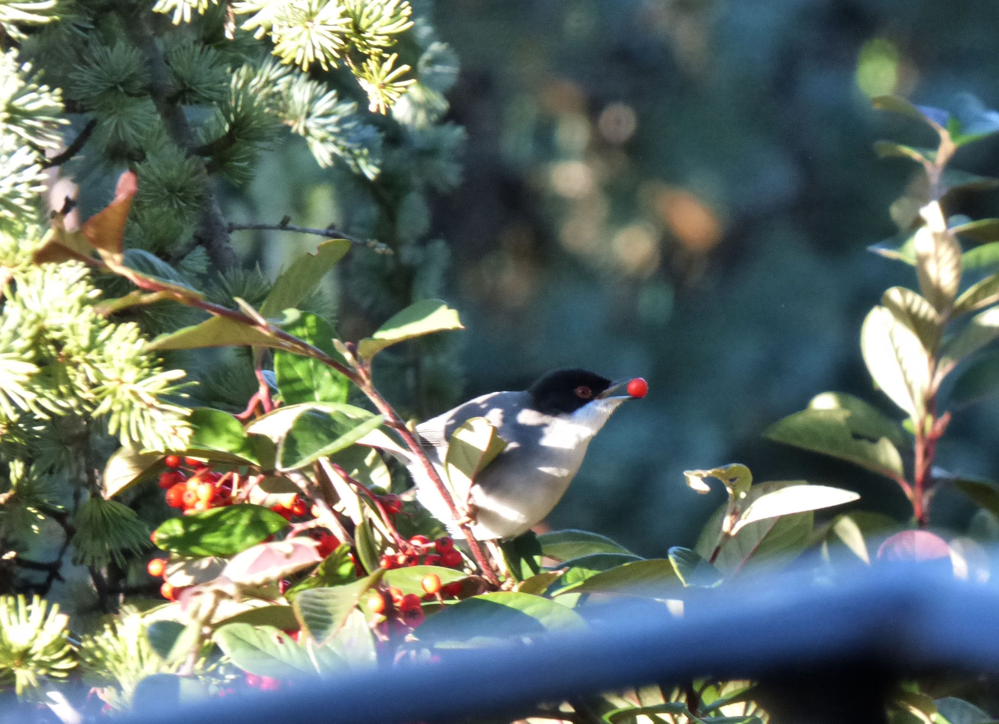 Fauvette melanocephale