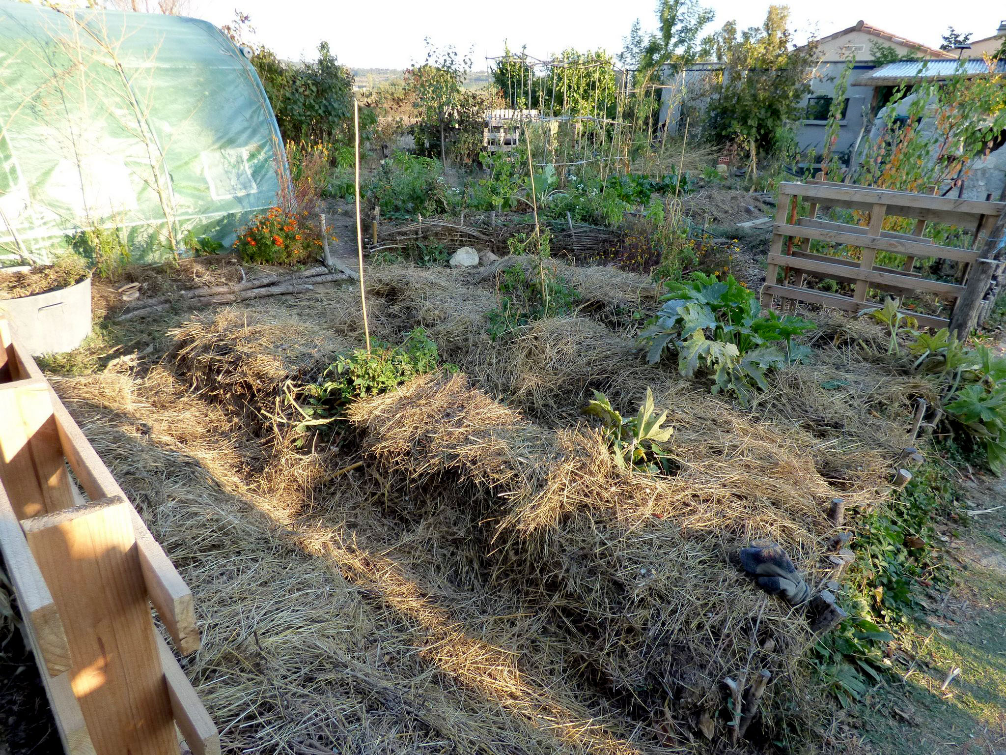 Potager reorganise.