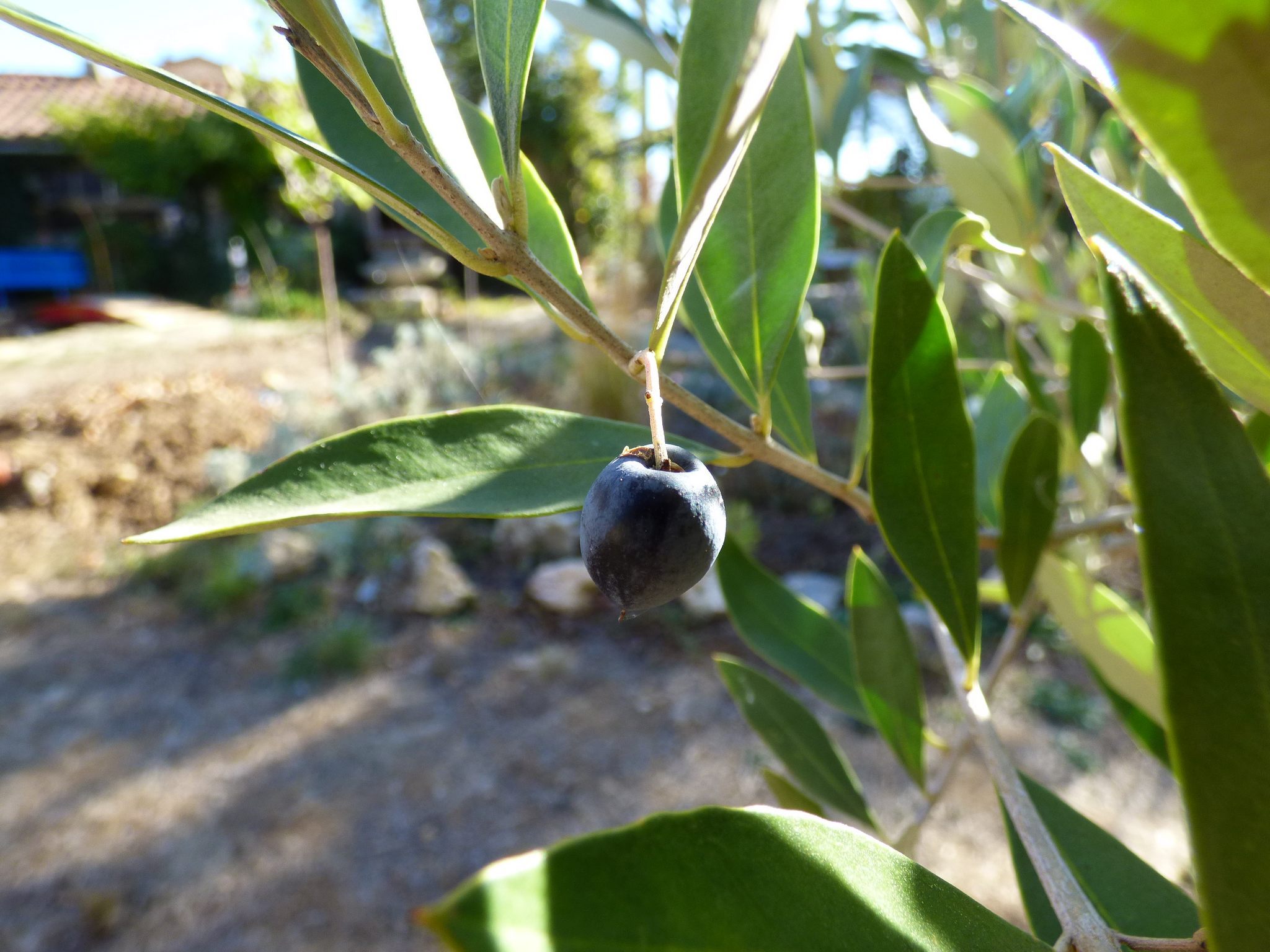 Premiere et derniere olive de l'annee.