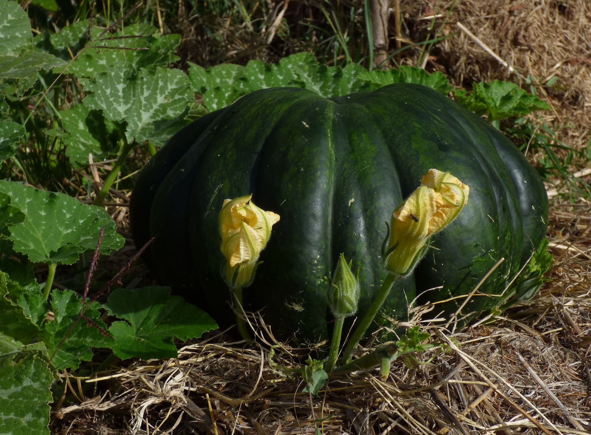 Courge vivante