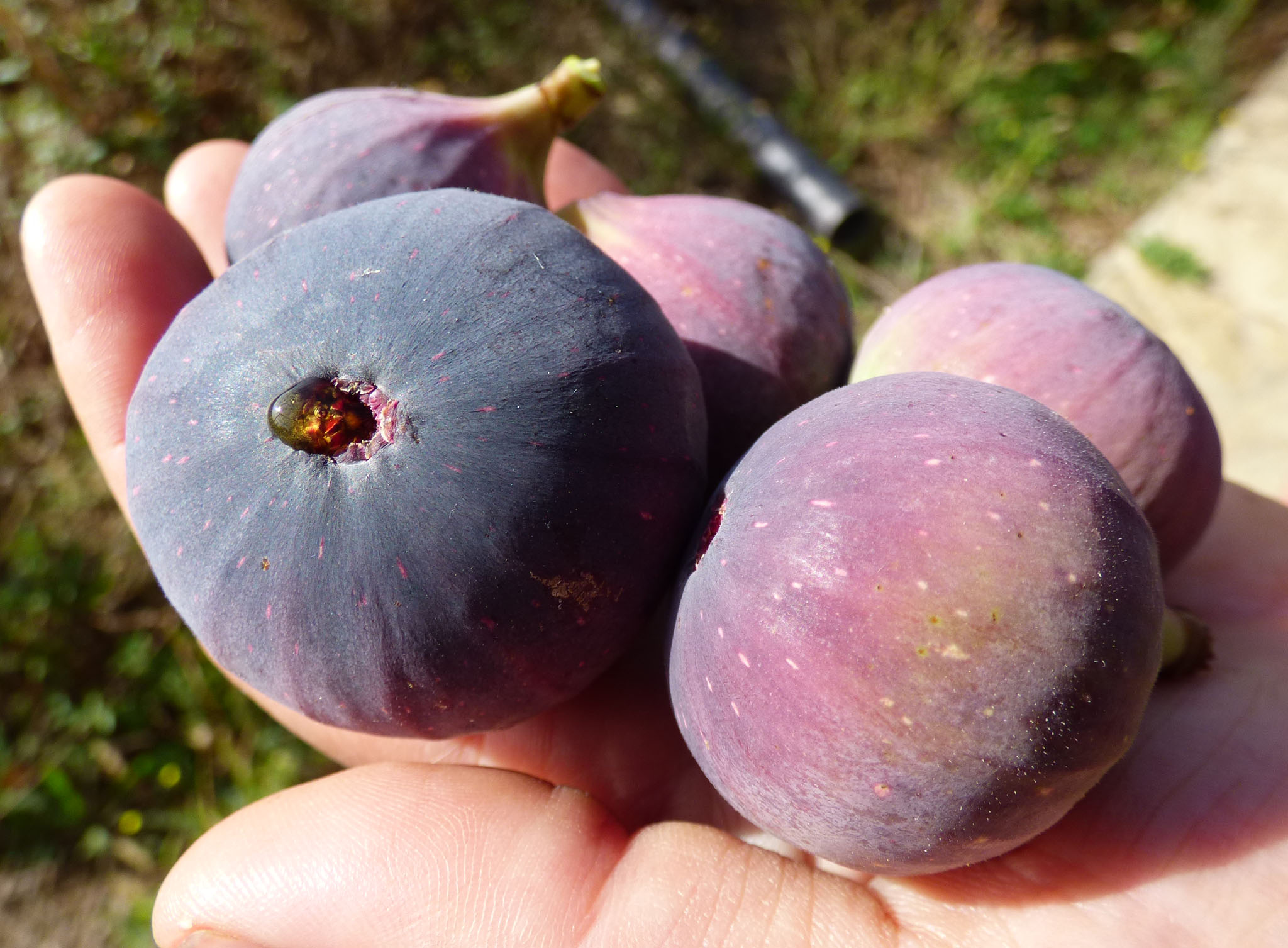 Figues sans bananes et sans noix