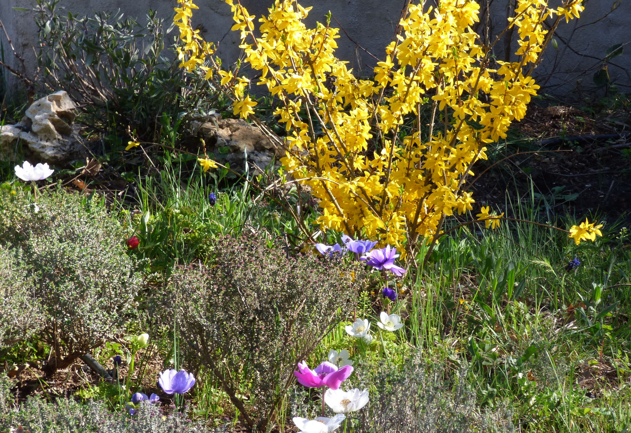 Forsythia and co.