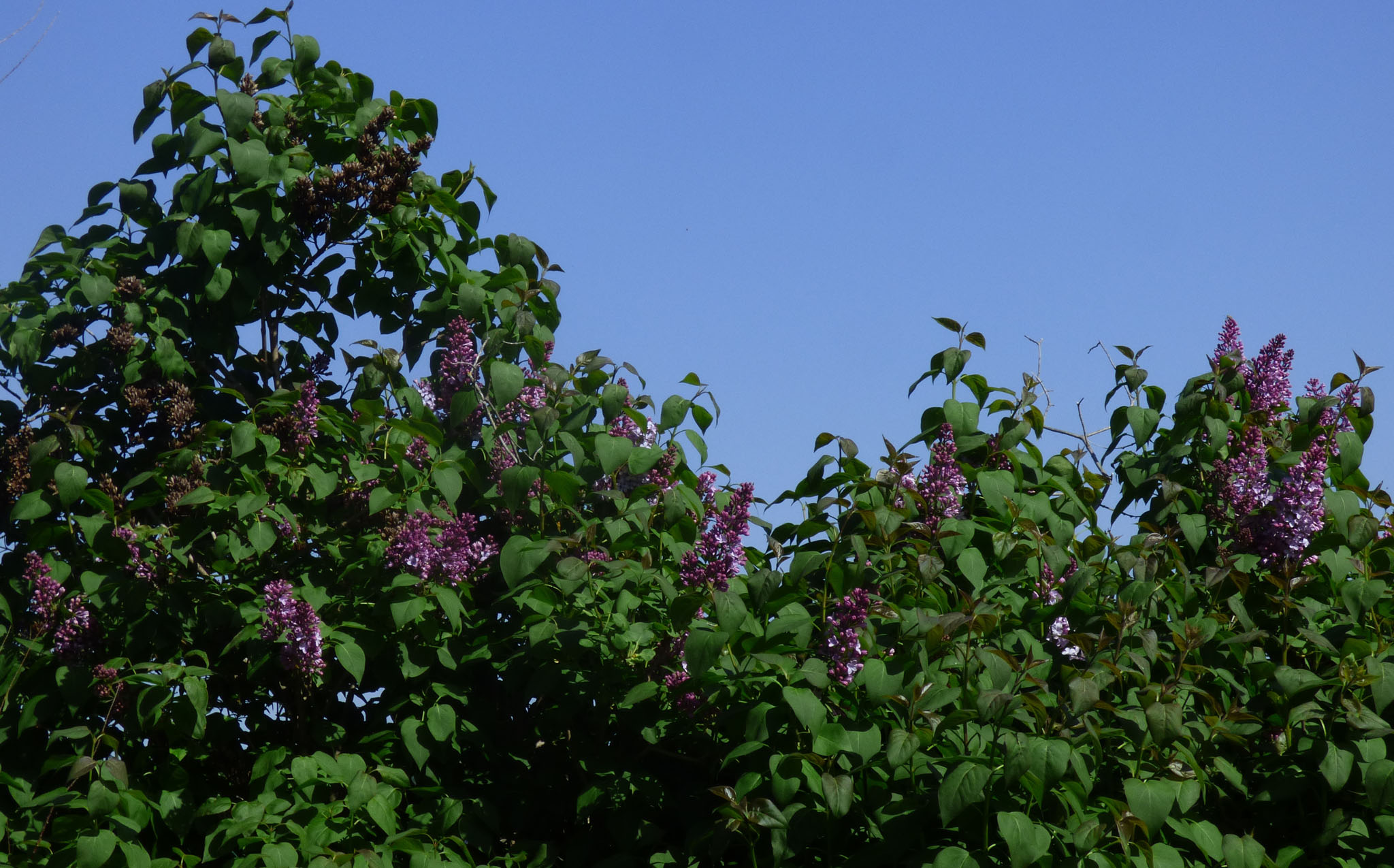 Les lilas refleuris