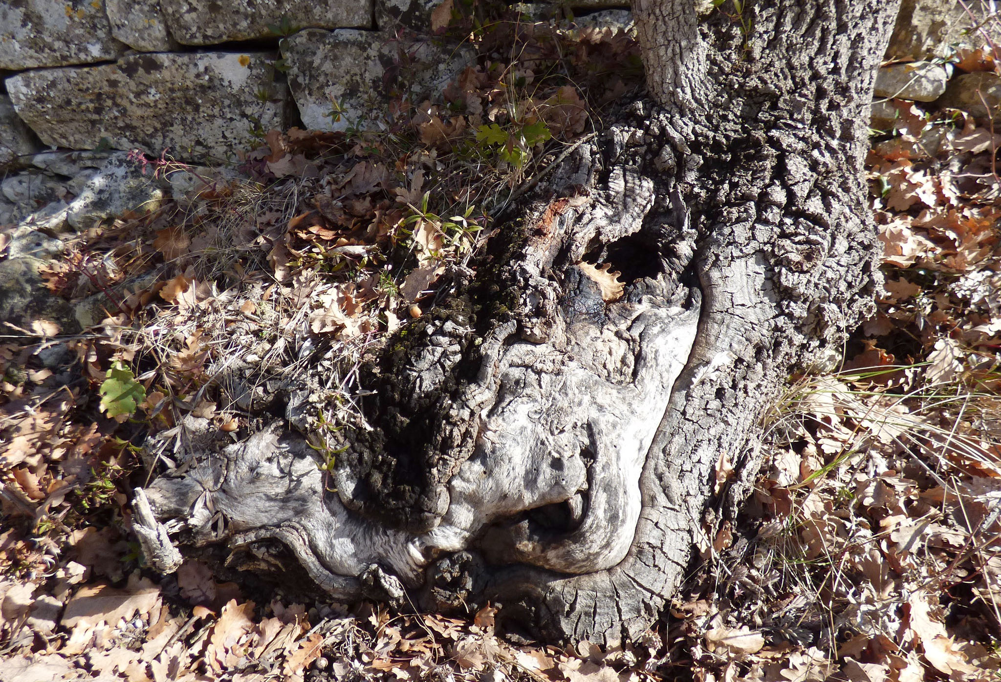 L'alligator, l'elephant et le chameau