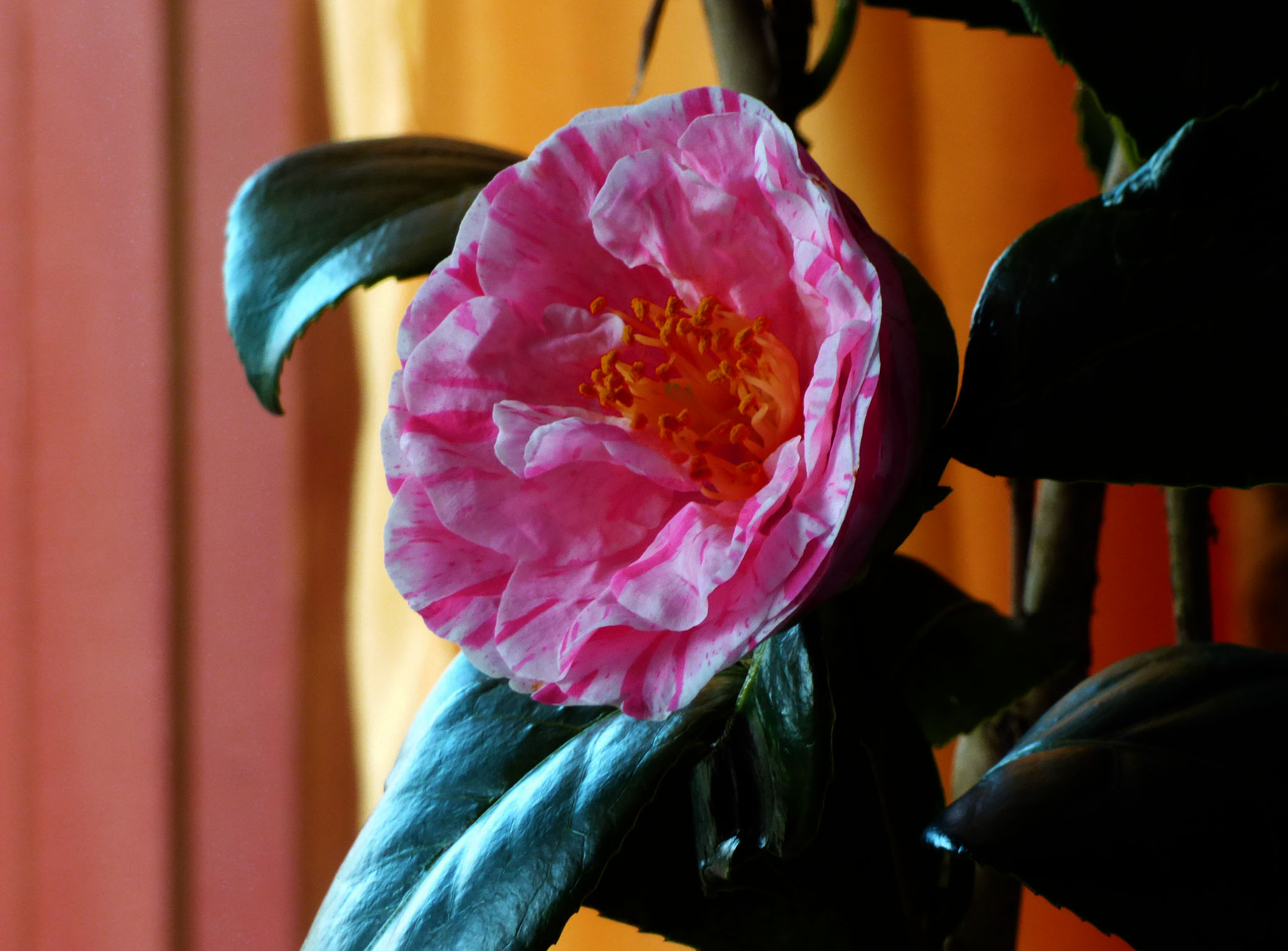 Camelia