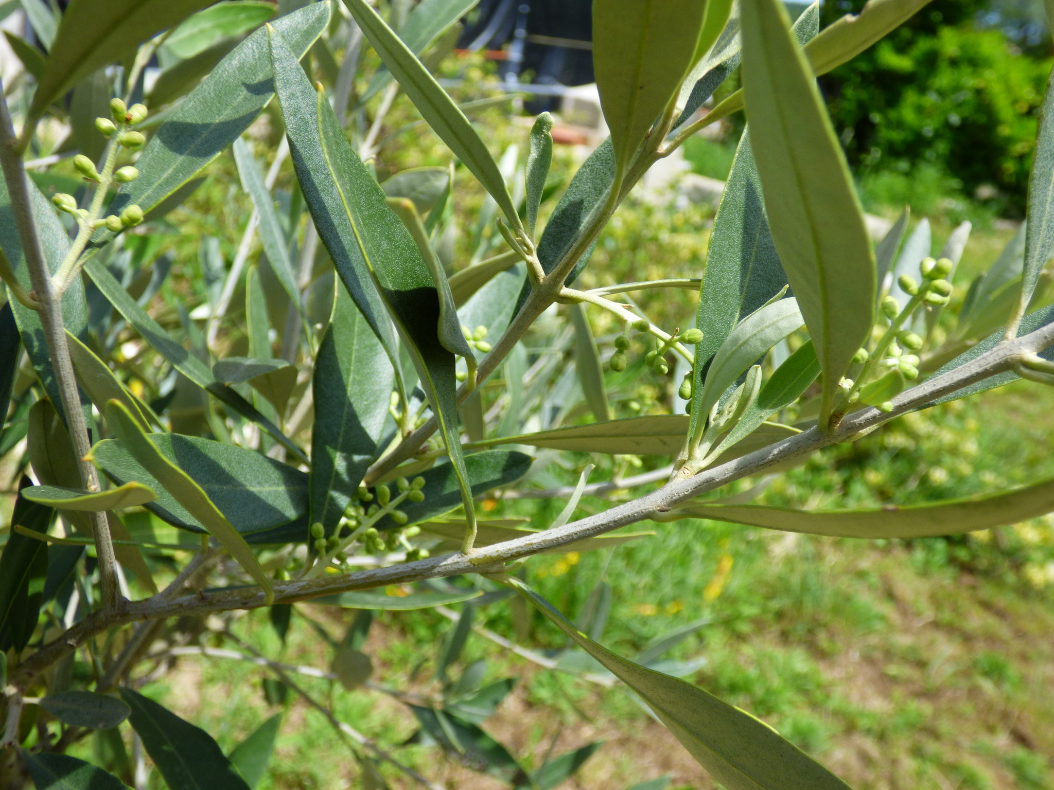 Jeunes olives