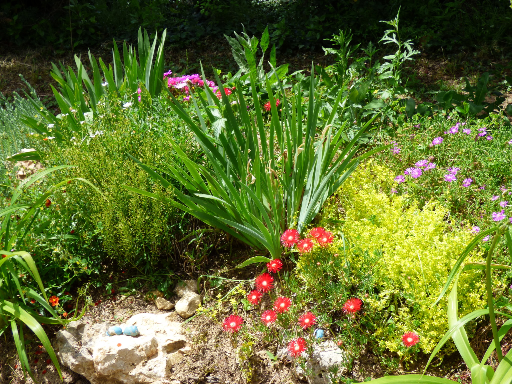 Ficoides et compagnie
