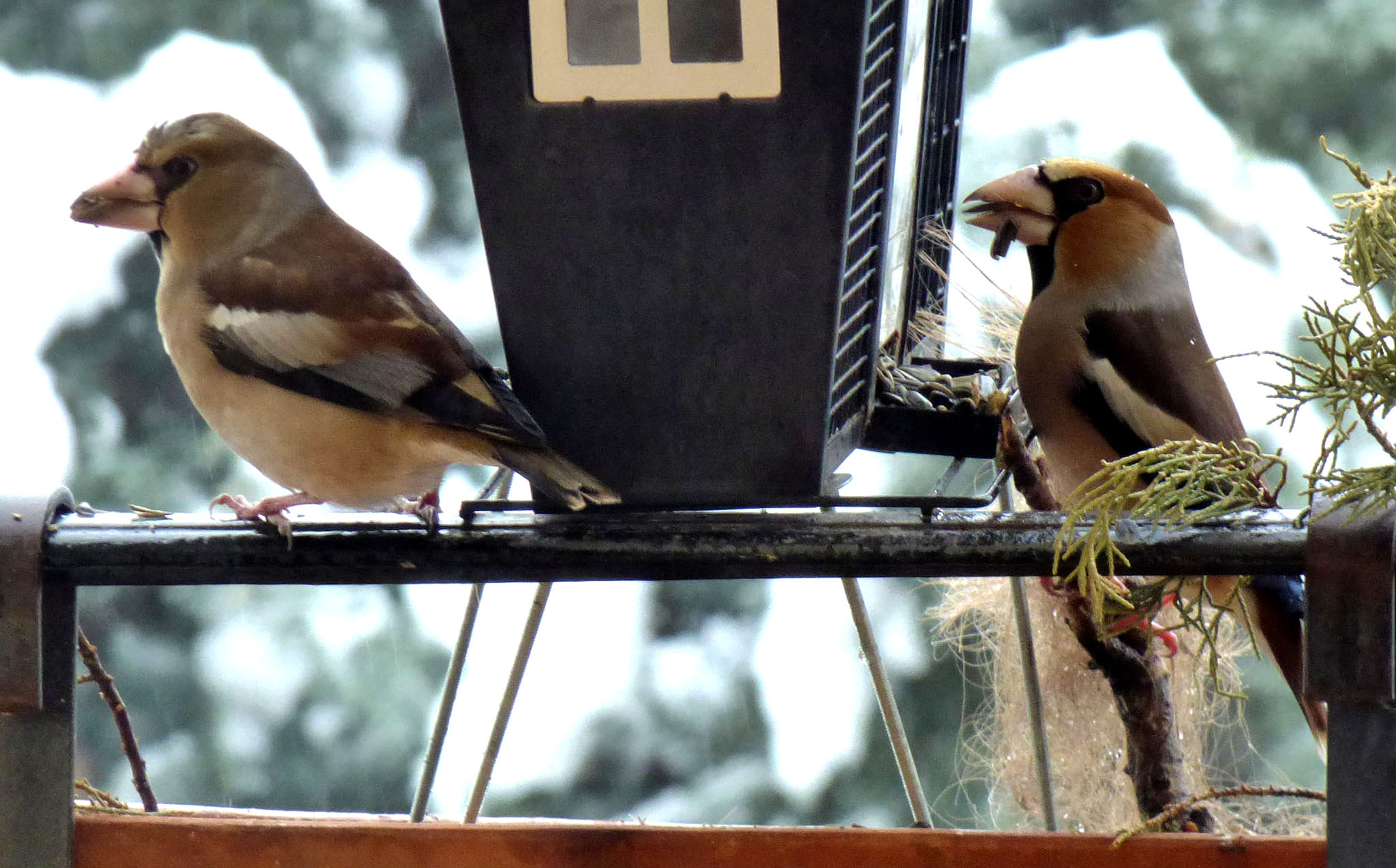 Madame et Monsieur Grosbec.
