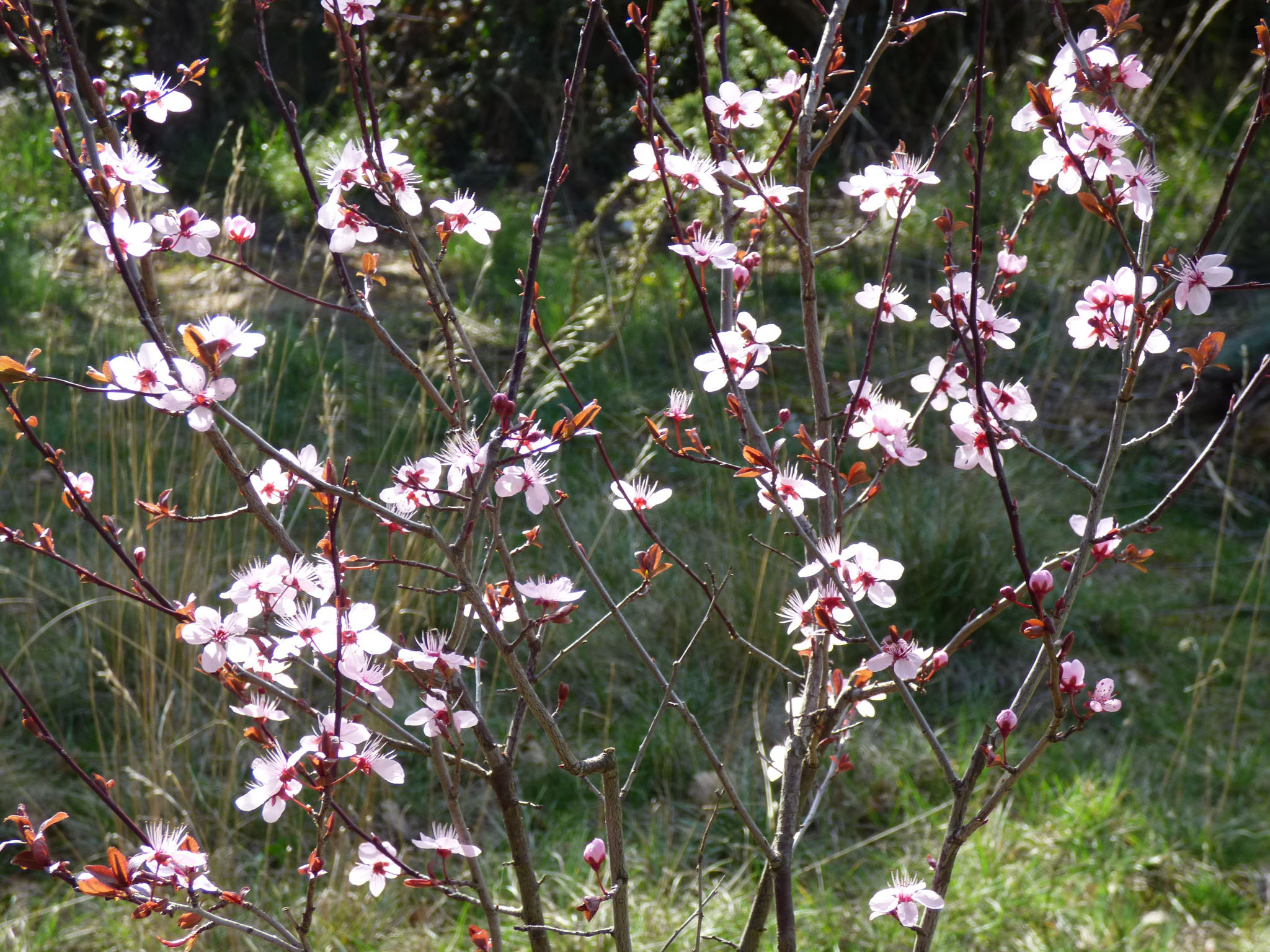 Prunus