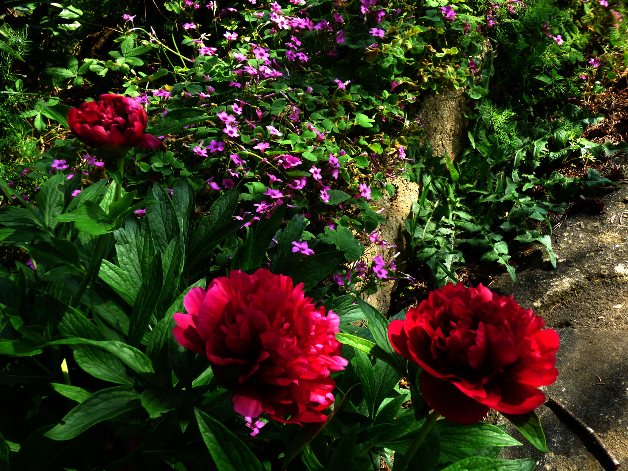 Pivoines.