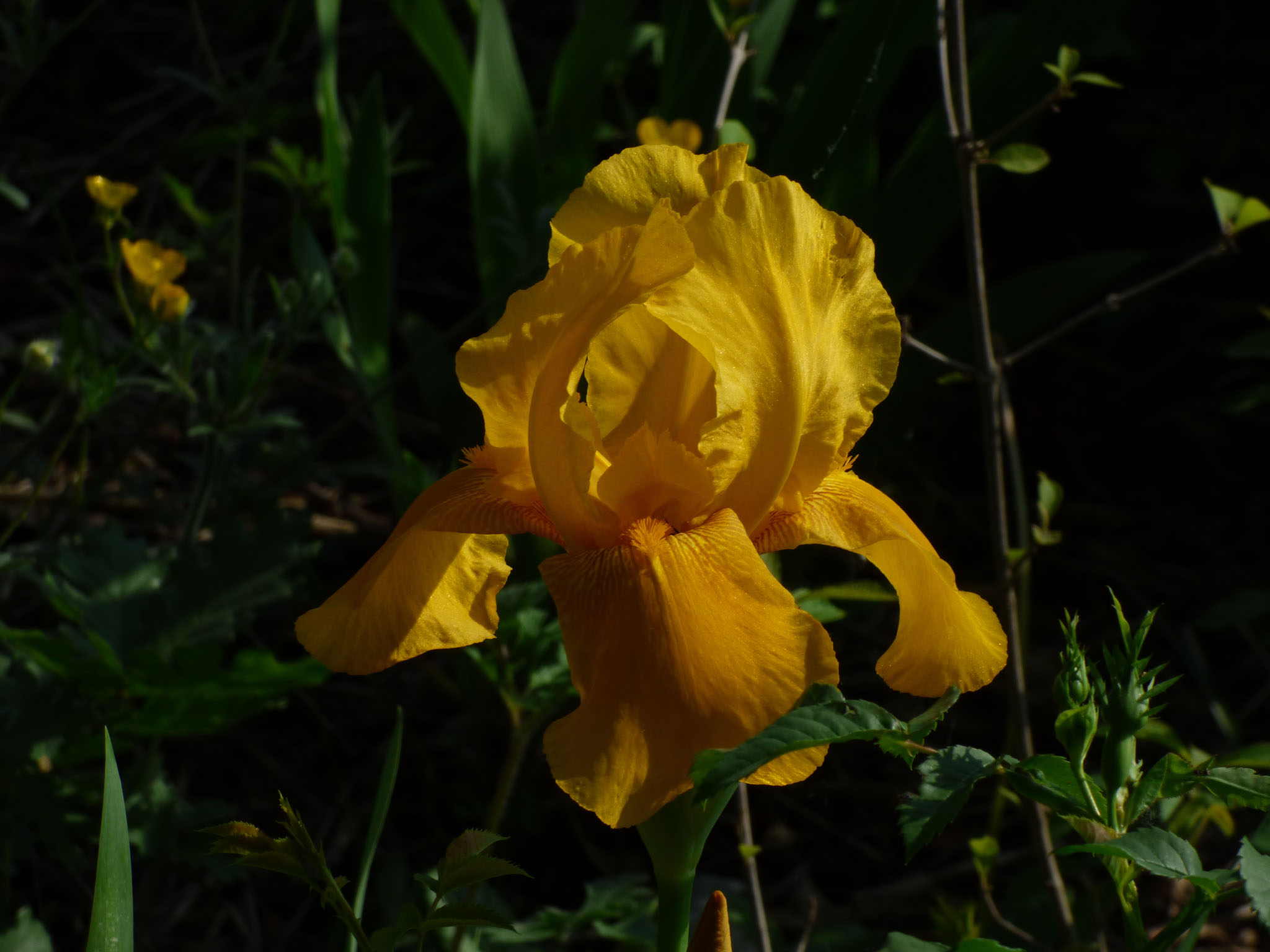 Iris jaunes.