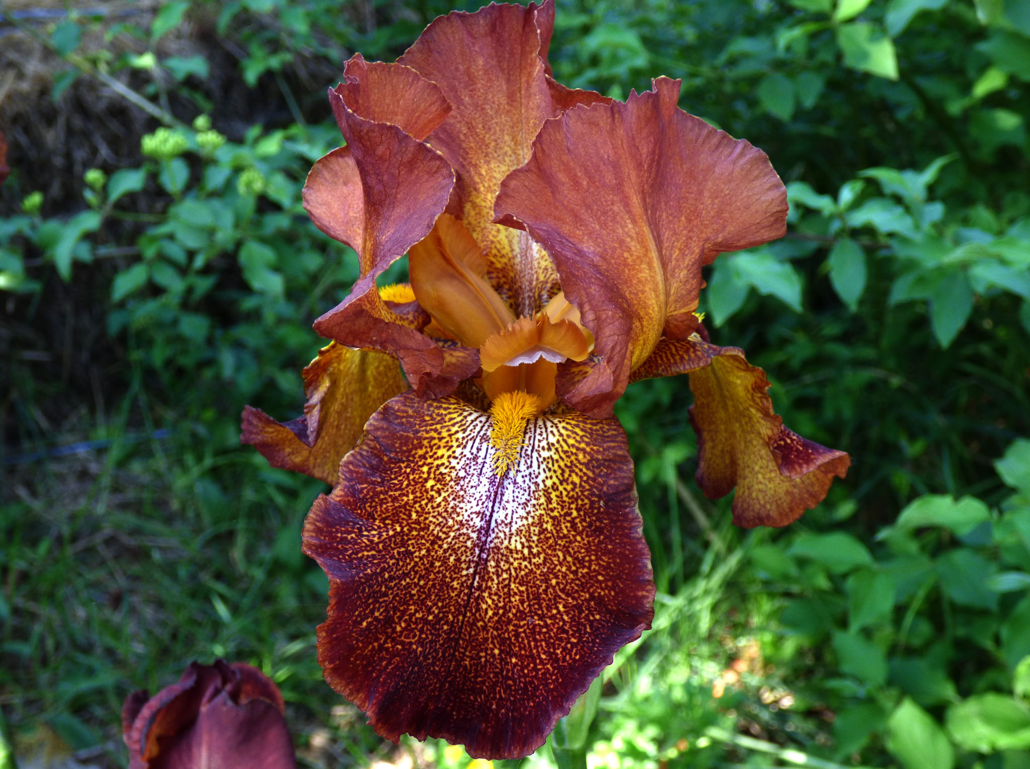Iris mordores.
