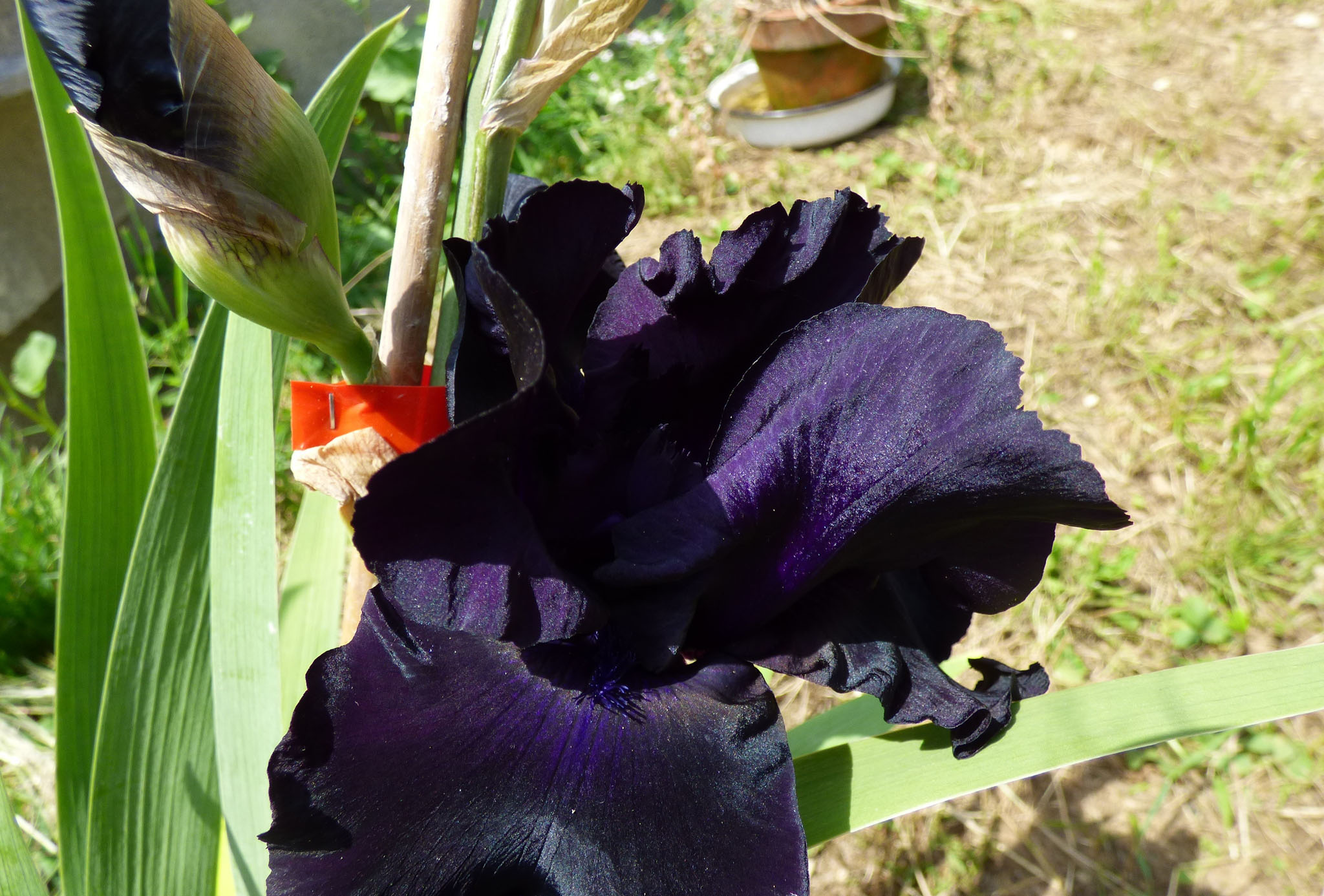 Iris noirs