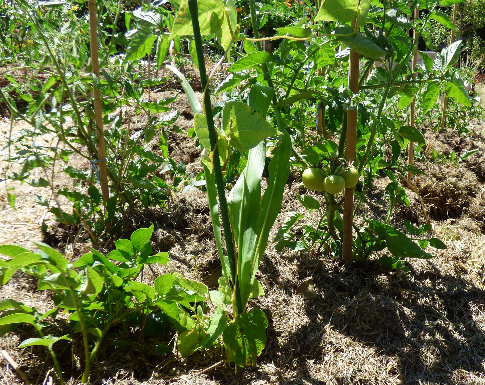 La permaculture.