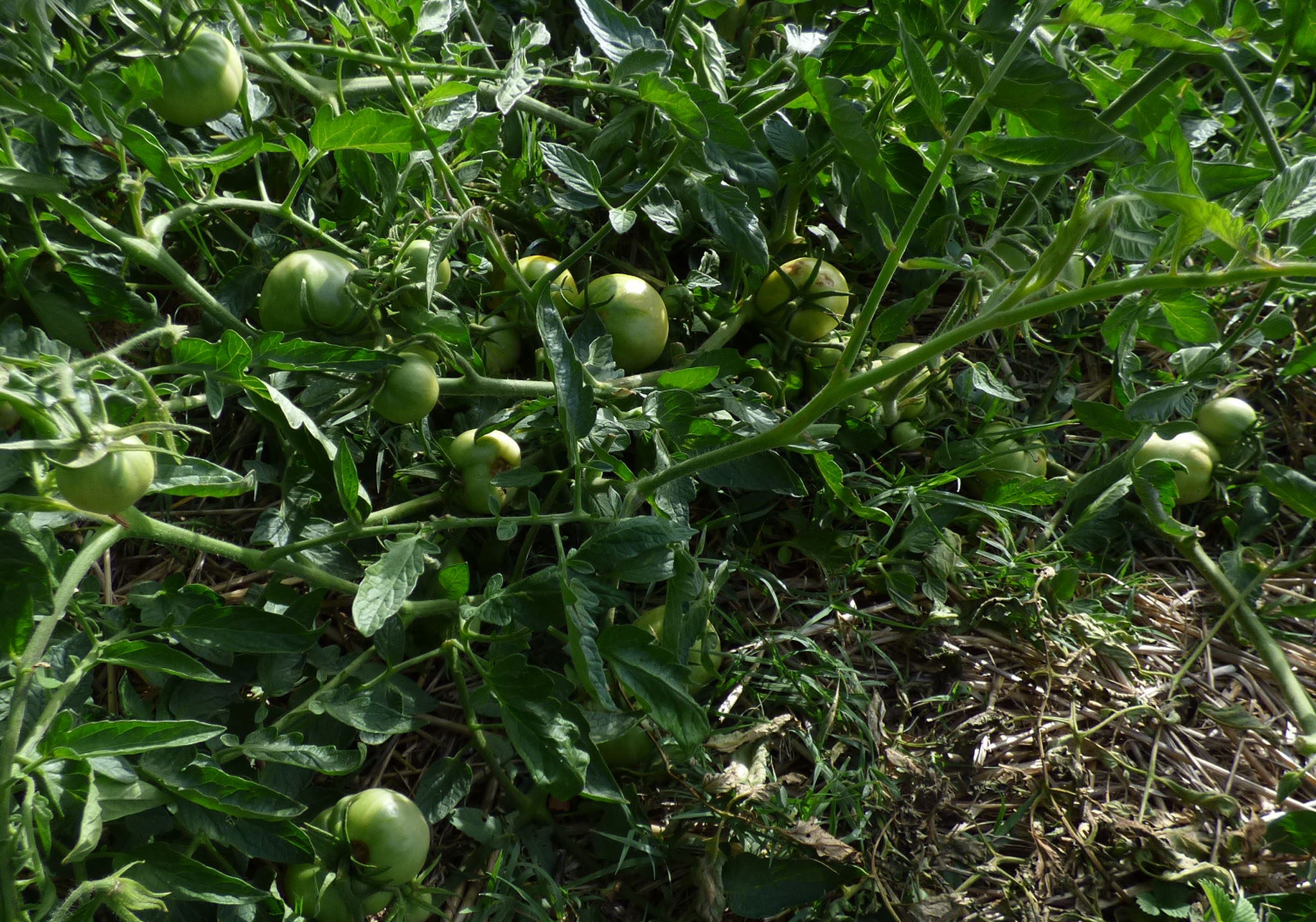 Millions de tomates vertes
