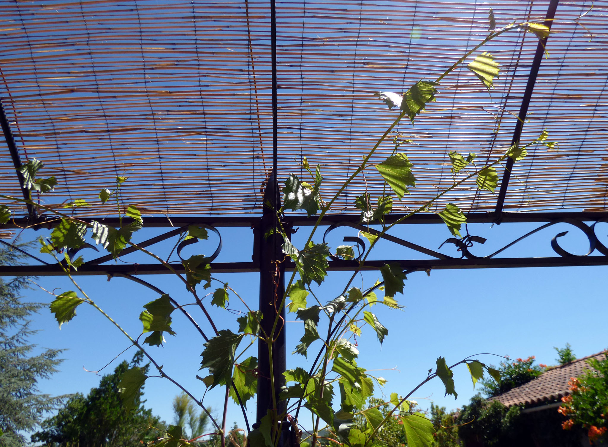 Treille sous la pergola.